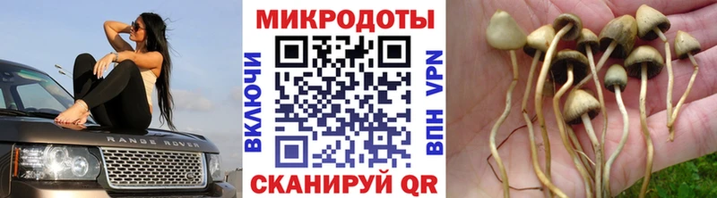 Галлюциногенные грибы Psilocybine cubensis Одинцово
